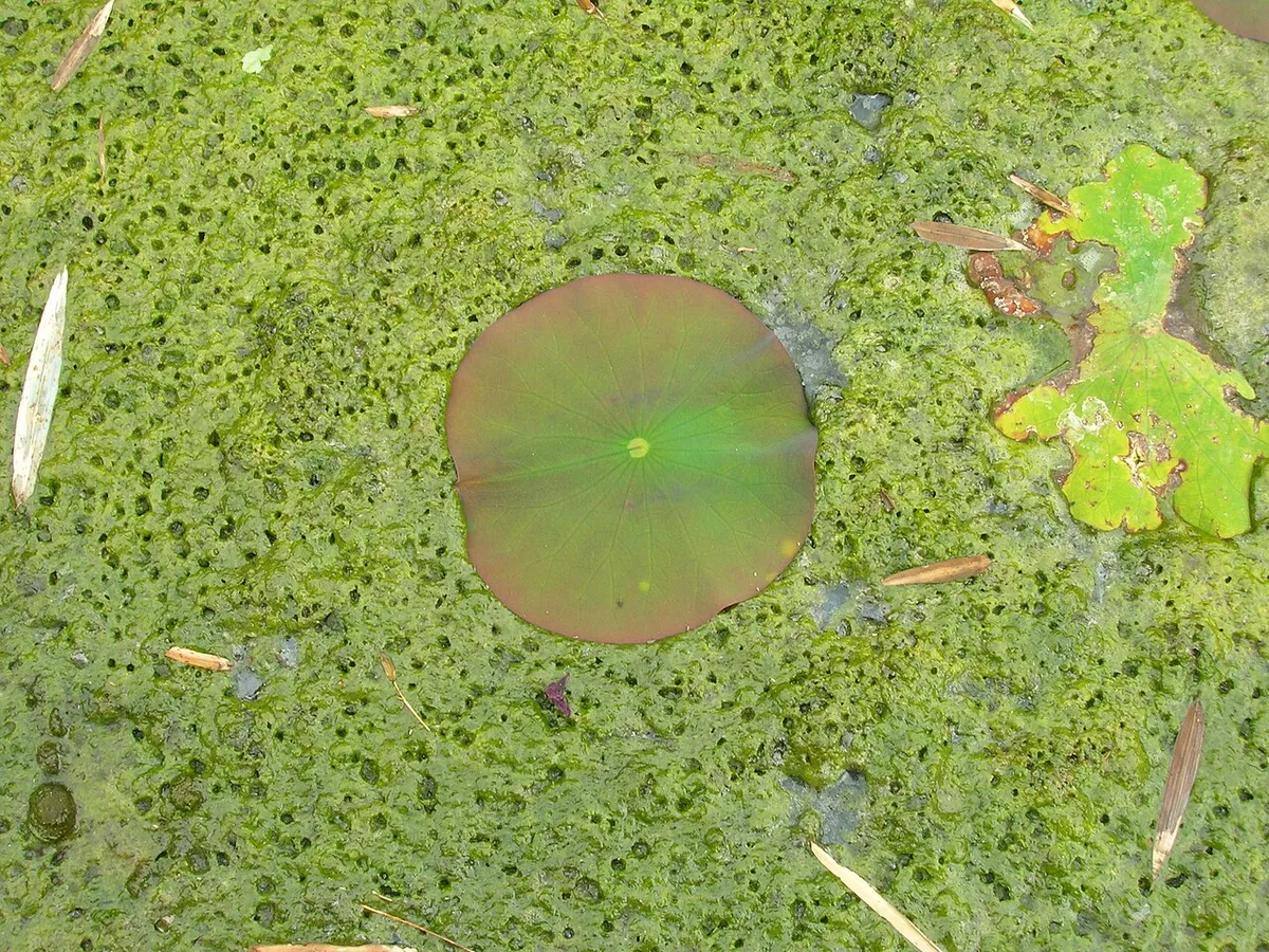 Een blad van een waterlelie ligt te midden van een dichte mat groene draadalg op het wateroppervlak.