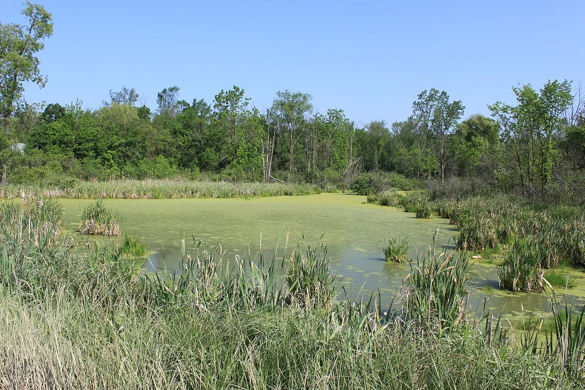 Een vijver waarvan het wateroppervlak grotendeels is dichtgegroeid met een dikke groene algenlaag tussen oeverriet.