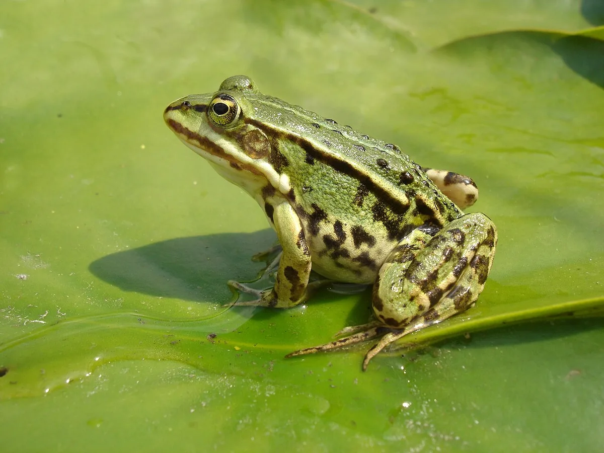 Een groene kikker zit op een drijvend waterlelieblad met zijn achterpoten ingetrokken.