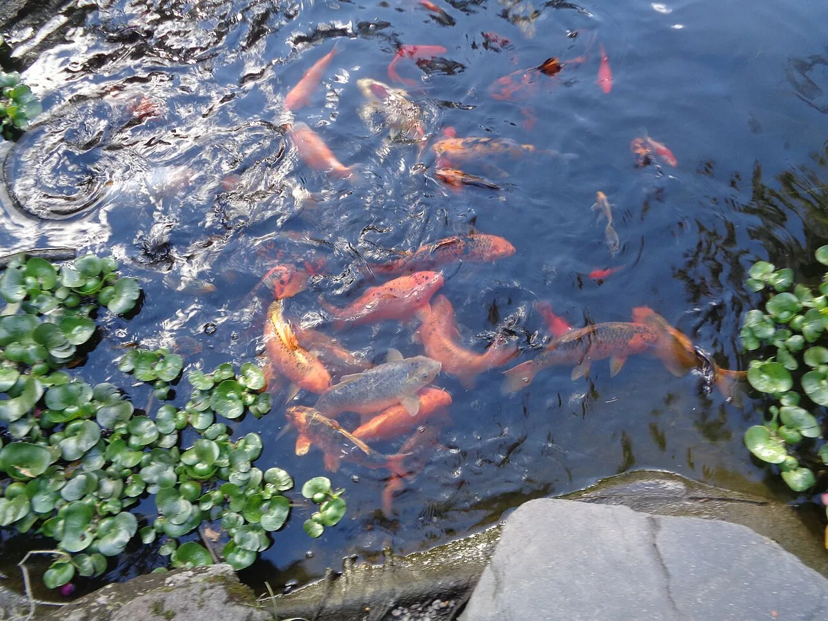 Oranje en rode koi verdringen zich aan het wateroppervlak van een vijver tussen drijvende waterplanten.