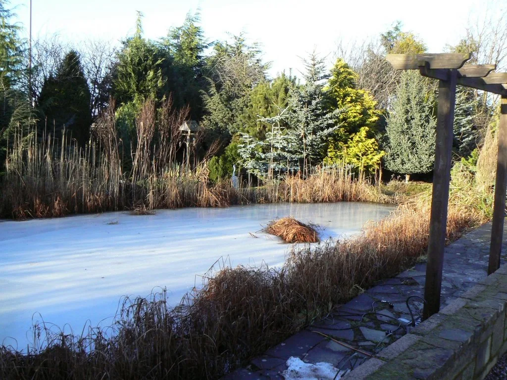 Een dichtgevroren tuinvijver met een pergola erachter, omzoomd door afgestorven rietstengels en groenblijvende struiken.