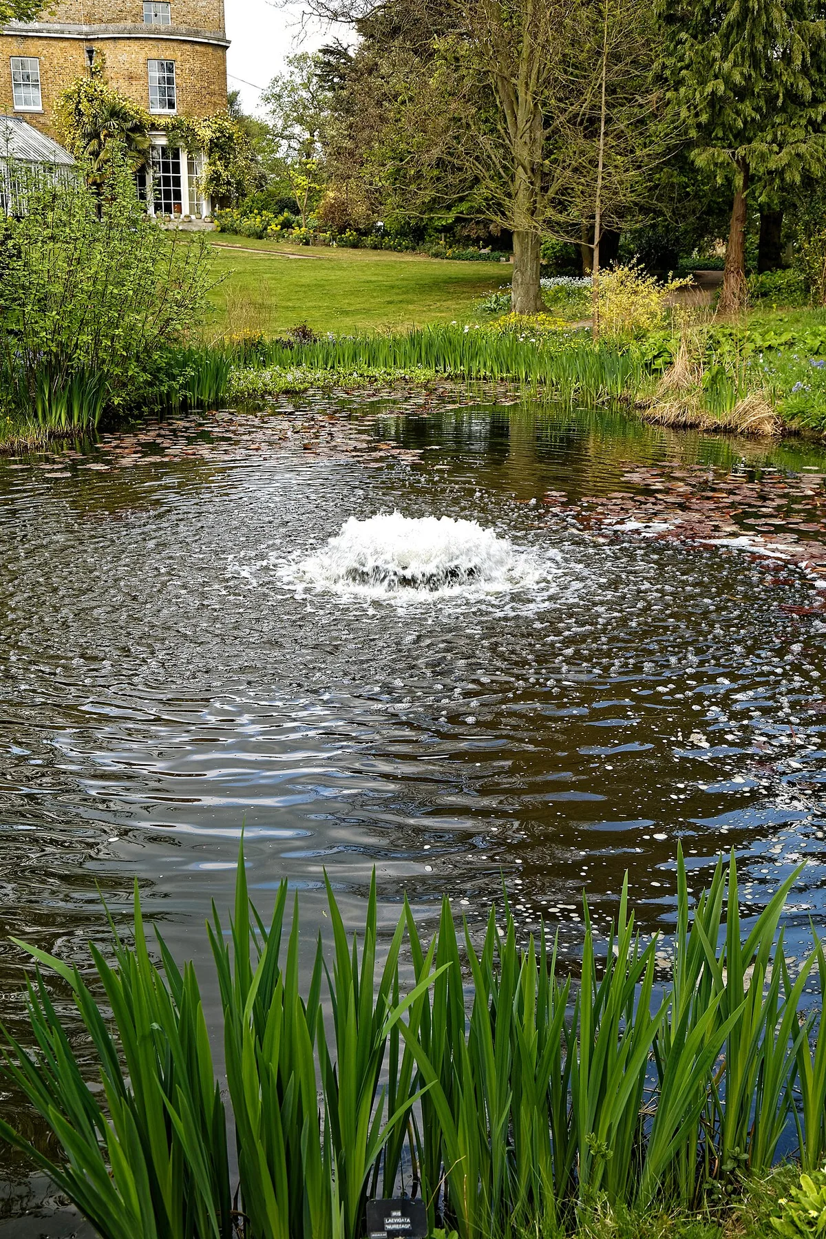 Een fonteinstraal borrelt midden in een vijver op tussen waterlelieblad en oeverriet.