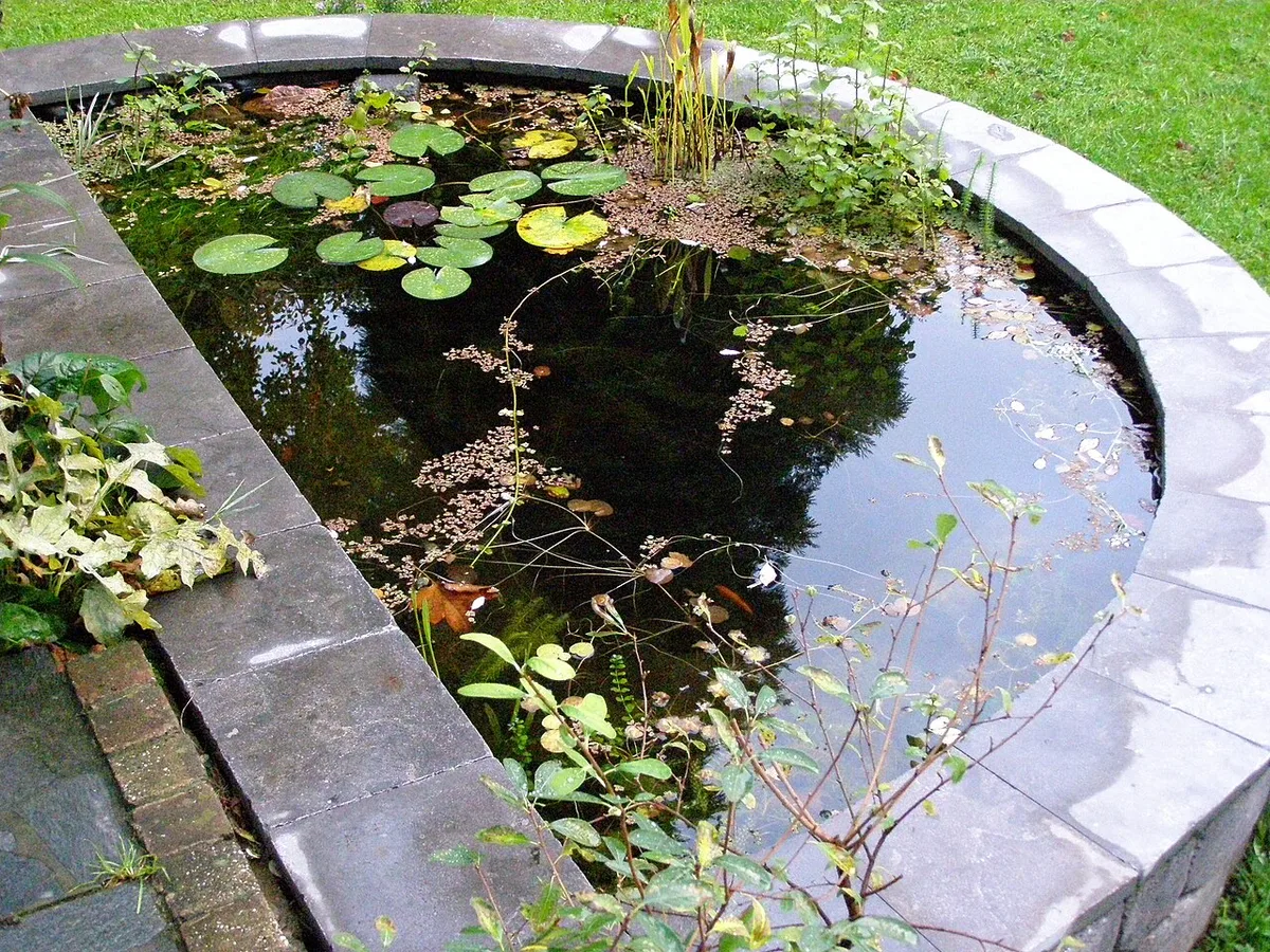 Een verhoogde siervijver met een stenen randafwerking, waterlelieblad, oeverbeplanting en kroos op het water.