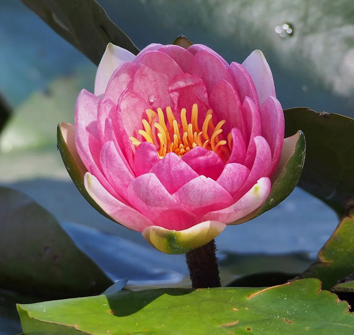 Een roze waterlelie in volle bloei met gele meeldraden, omringd door drijvende bladeren op donker water.